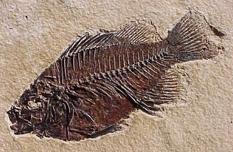 Fossil-Fish-1.jpg)